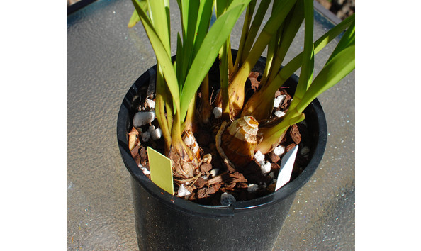 Big image lot xxx   cym. rincon fairy  fancy free  hcc aos b csa bulbs