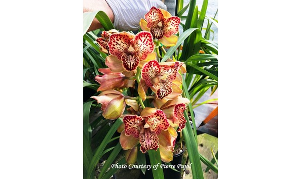 Big image lot xxx   cym. rothesay  butterfly  ad aoc