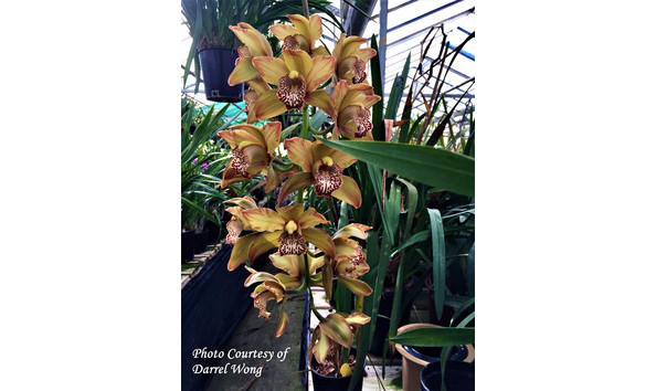 Big image lot xxx   cym. rothesay  butterfly splash 