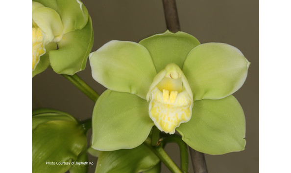 Big image lot xxx   cym. saint helier  mont millais  am rhs