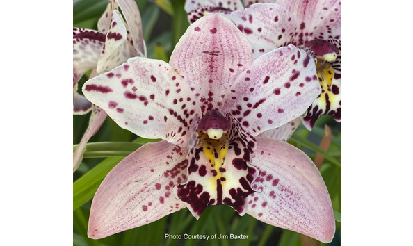 Big image lot xxx   cym. samurai hee haw  shocking  am aos