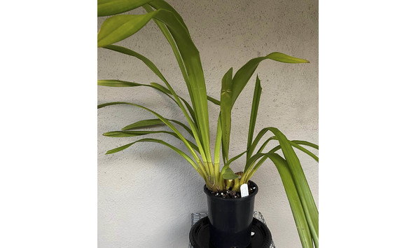 Big image lot xxx   cym. samurai hee haw  shocking  am aos plant