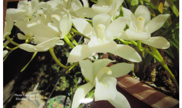 Big image lot xxx   cym. sarah jean  vapor 