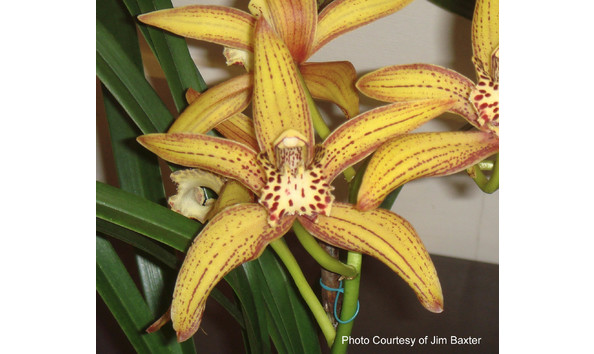 Big image lot xxx   cym. super freak  big and bold 