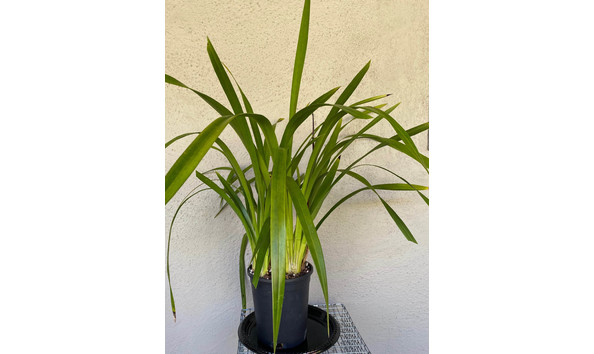 Big image lot xxx   cym. super freak  big and bold  plant