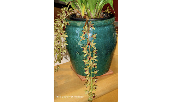 Big image lot xxx   cym. sweet devon  sweet 