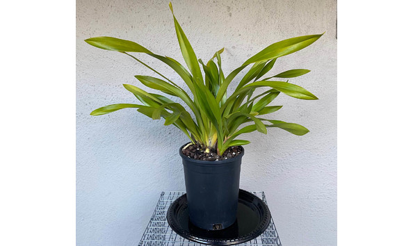 Big image lot xxx   cym. sweet devon  sweet  plant