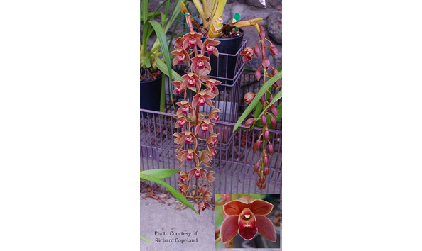 Big image lot xxx   cym. tango fantasia  serendipity 