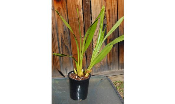 Big image lot xxx   cym. tango fantasia  serendipity  plant