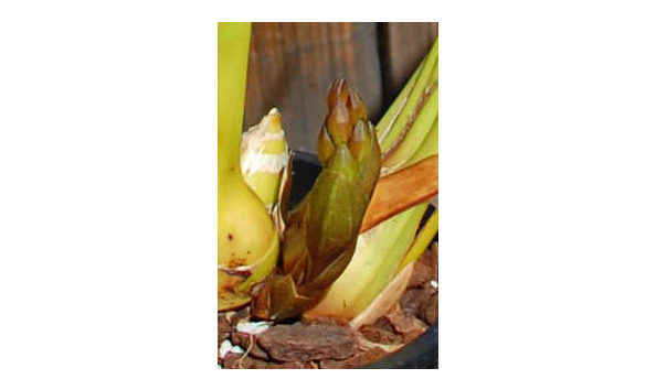 Big image lot xxx   cym. tango fantasia  serendipity  spike