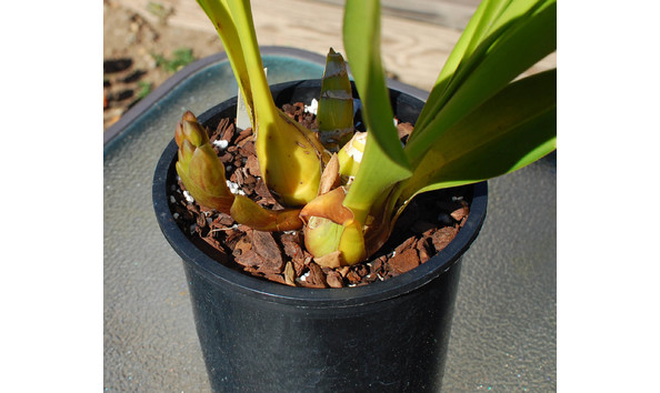 Big image lot xxx   cym. tango fantasia  serendipity  spike2