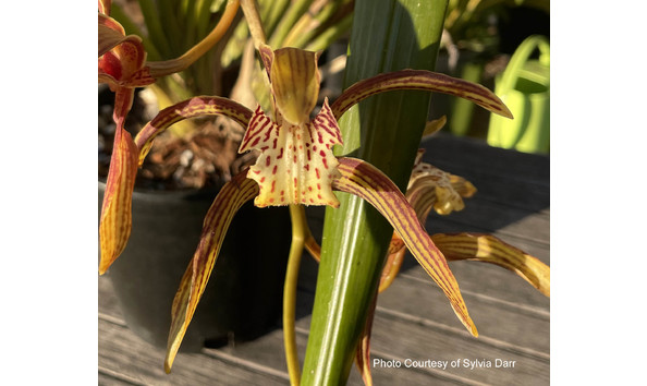 Big image lot xxx   cym. tracyanum  hengduan 