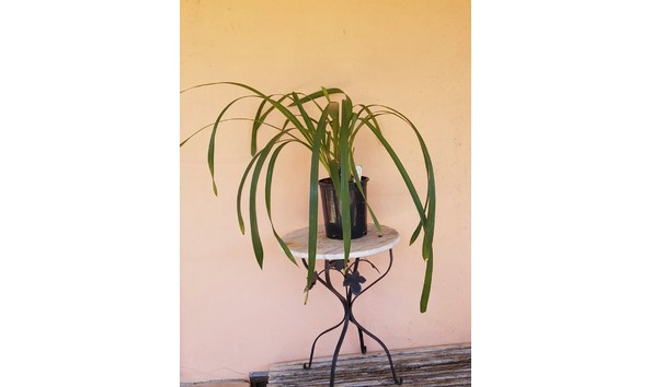 Big image lot xxx   cym. wiganianum  cats  plant