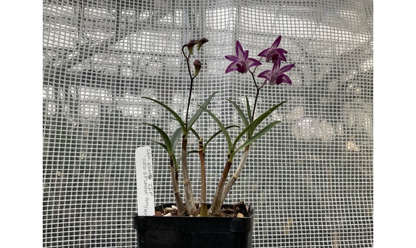 Big image lot xxx   den. king zip  red splash  am aos plant