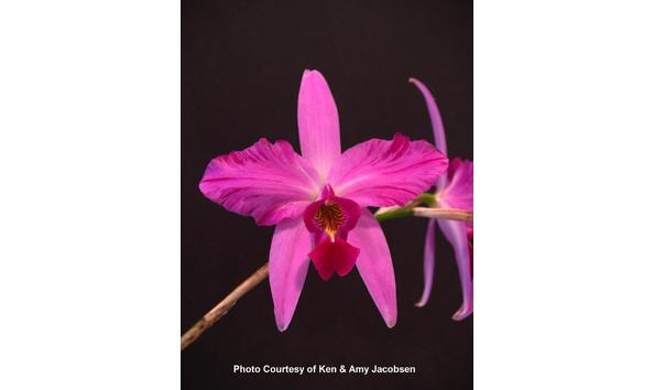 Big image lot xxx   l. anceps f. lineata  clown  am aos