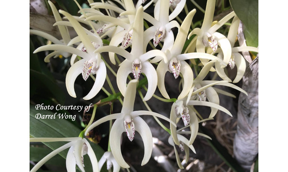 Big image lot xxx   den. speciosum  little john 