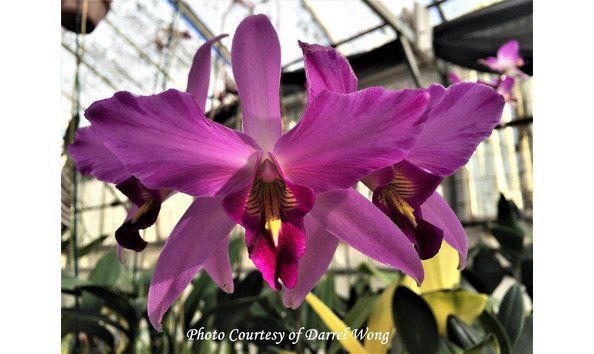 Big image lot xxx   l. anceps f. lineata  ds 