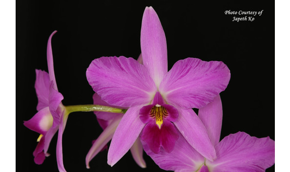 Big image lot xxx   l. anceps f. lineata  feathered lady ndt  fcc aos