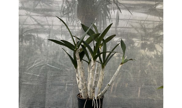 Big image lot xxx   den. speciosum  little john  plant
