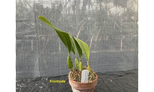 Big image lot xxx   l. anceps f. lineata  clown  am aos front