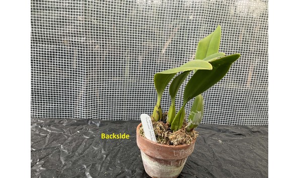 Big image lot xxx   l. anceps f. lineata  clown  am aos back