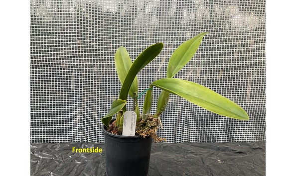 Big image lot xxx   l. anceps f. lineata  ds  front