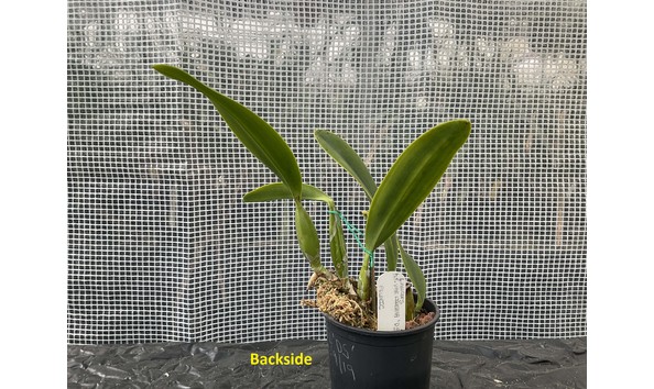Big image lot xxx   l. anceps f. lineata  ds  back