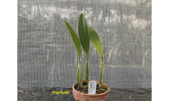 Big image lot xxx   l. anceps f. lineata  feathered lady ndt  fcc aos front