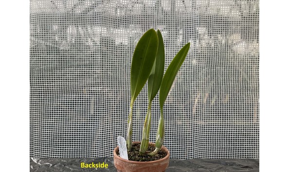 Big image lot xxx   l. anceps f. lineata  feathered lady ndt  fcc aos back