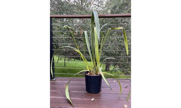 Big image lot xxx   cym. saint helier  mont millais  am rhs plant