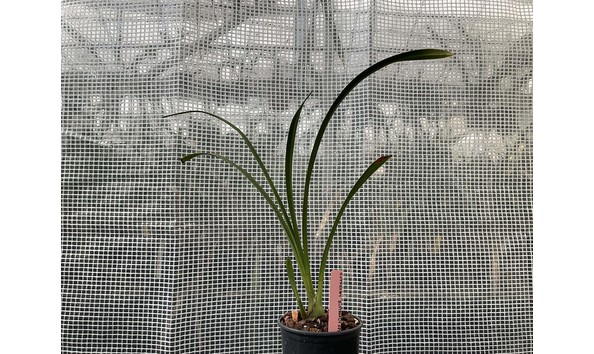 Big image lot xxx   cym. rothesay  butterfly splash  plant