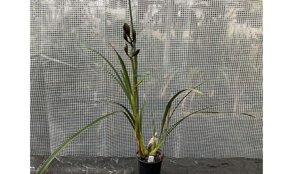 Big image lot xxx   cym. rothesay  butterfly  ad aoc plant