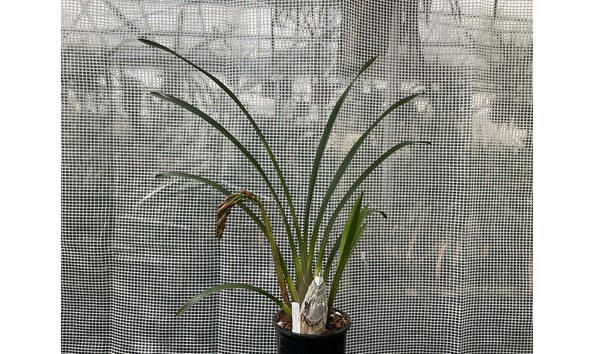 Big image lot xxx   cym. lambert day  tangerine glaze  plant