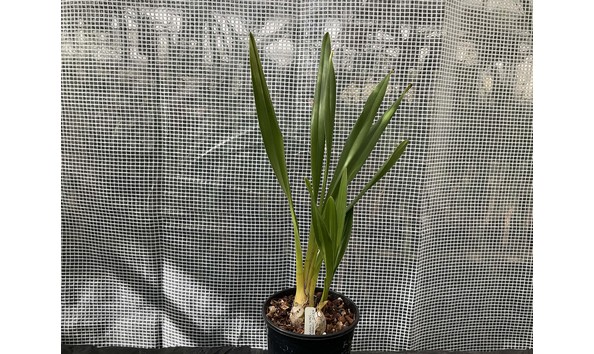 Big image lot xxx   cym. kiwi connection  jack thomas  bm csa plant