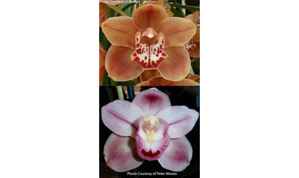 Big image lot xxx   cym. golden valleytf