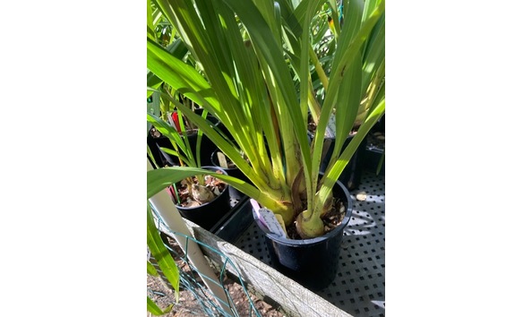 Big image lot xxx   cym. golden valley tf plant