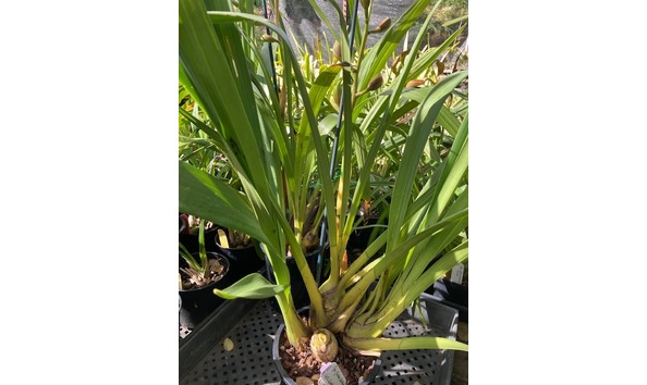 Big image lot xxx   cym. golden valley plant vs