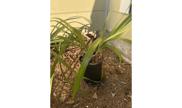 Big image lot xxx   cym. ivy fung  harlequin  plant