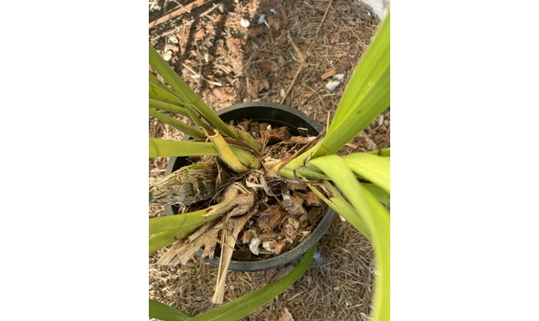 Big image lot xxx   cym. ivy fung  harlequin  bulbs