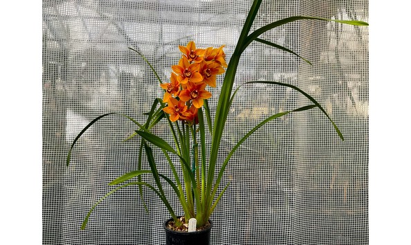 Big image lot xxx   cym. karen hawaiian  hatfield s   b csa in bloom plant