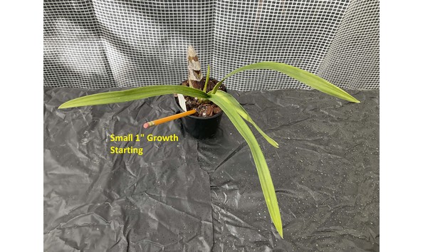 Big image lot xxx   cym. karen hawaiian  hatfield s   b csa donated plant 2