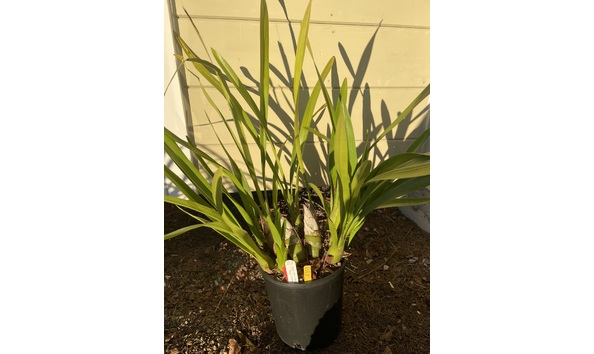 Big image lot xxx   cym. madidum  hank severin  plant