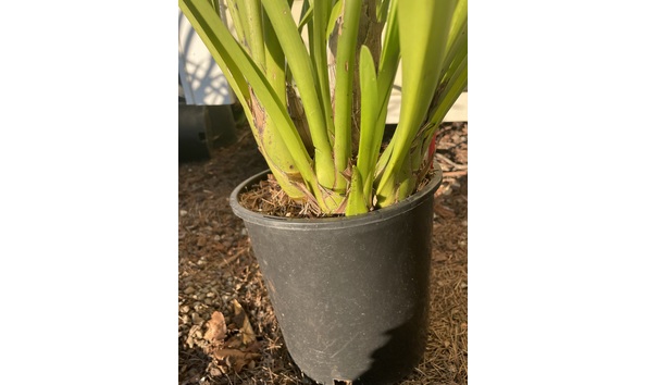 Big image lot xxx   cym. madidum  hank severin  plant2