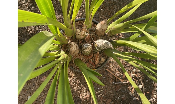 Big image lot xxx   cym. madidum  hank severin  bulbs