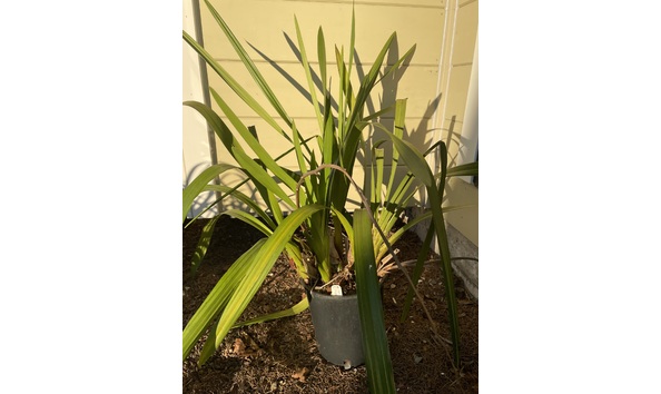 Big image lot xxx   cym. mitzi  mildred  munday  plant