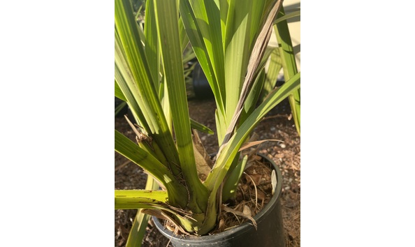 Big image lot xxx   cym. mitzi  mildred  munday  bulbs