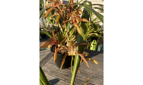 Big image lot xxx   cym. tracyanum  hengduan  spike