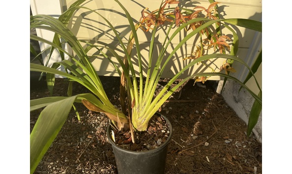 Big image lot xxx   cym. tracyanum  hengduan  plant