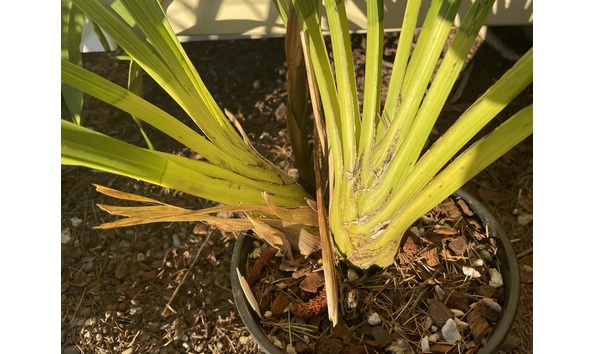 Big image lot xxx   cym. tracyanum  hengduan  bulbs