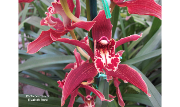 Big image lot xxx   cym. pywacket  heatherich hills 2